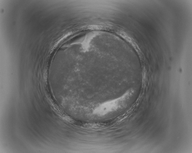 X0000081570297200702051221