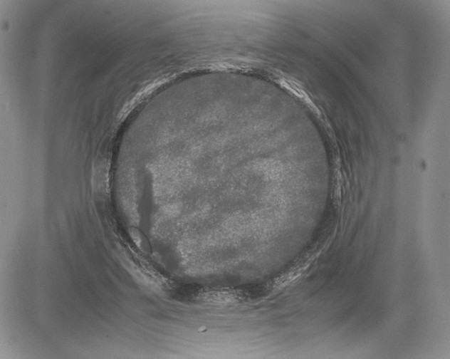 X0000081570299200702051221