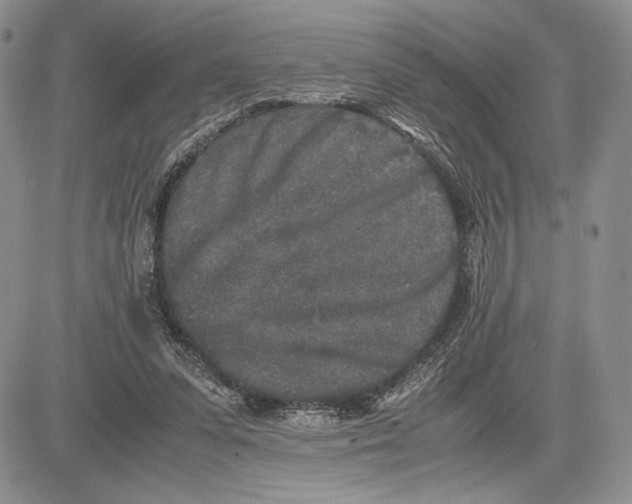 X0000081570303200702051221