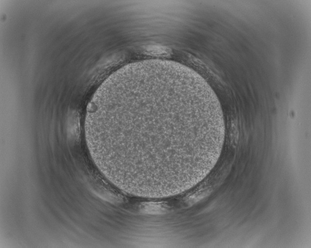 X0000081570320200702051220