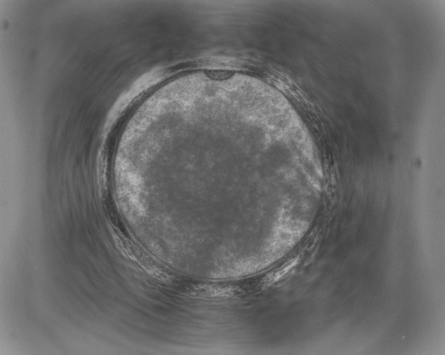 X0000081570343200702051220