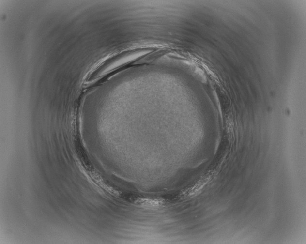 X0000081570352200702051220