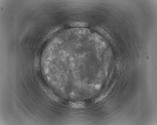 X0000081570359200702051220