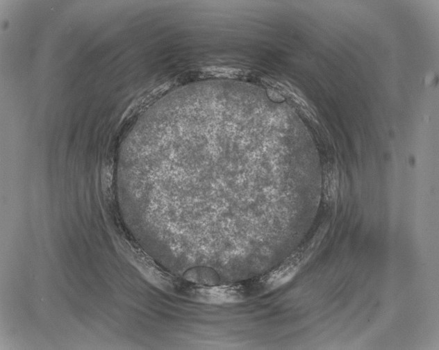 X0000081570365200702051220