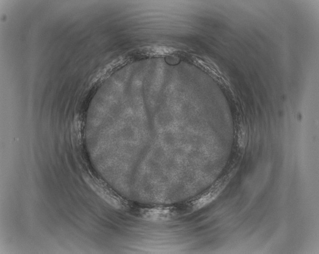 X0000081570366200702051220