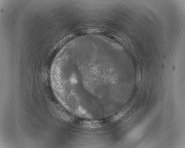 X0000081570367200702051220