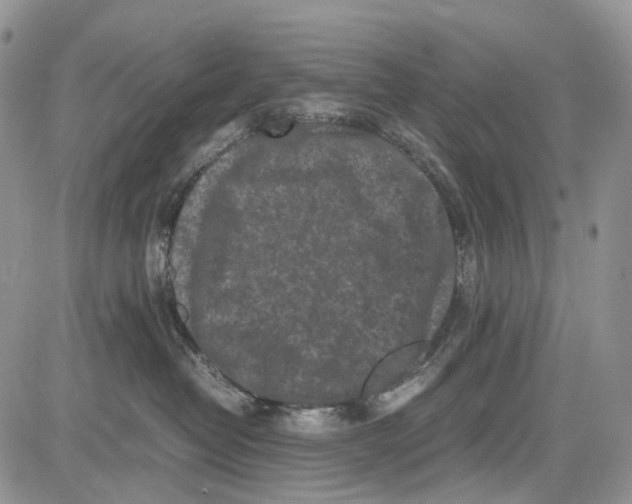 X0000081570382200702051220