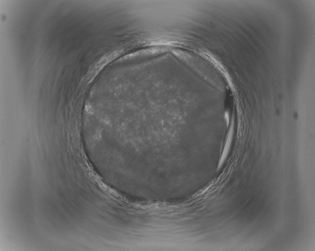 X0000081570385200702051219