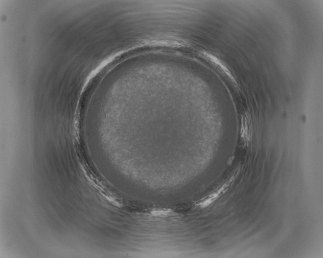 X0000081570388200702051219