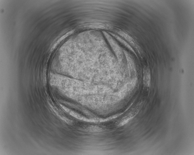 X0000081570390200702051219