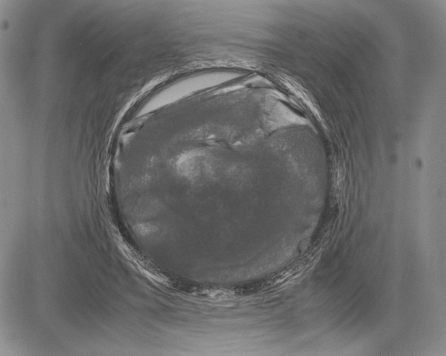 X0000081570395200702051219