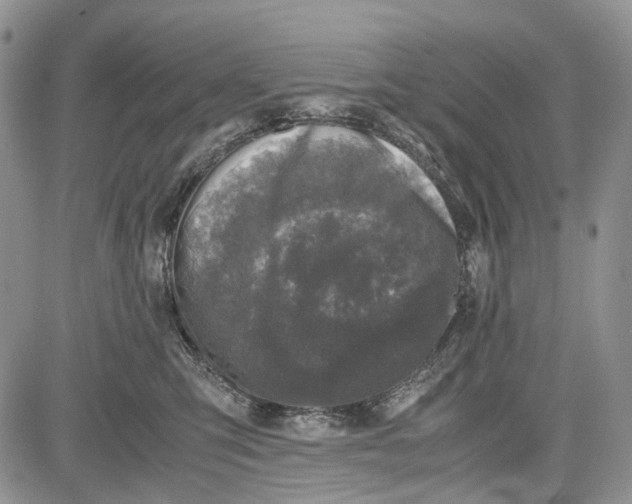 X0000081570423200702051219