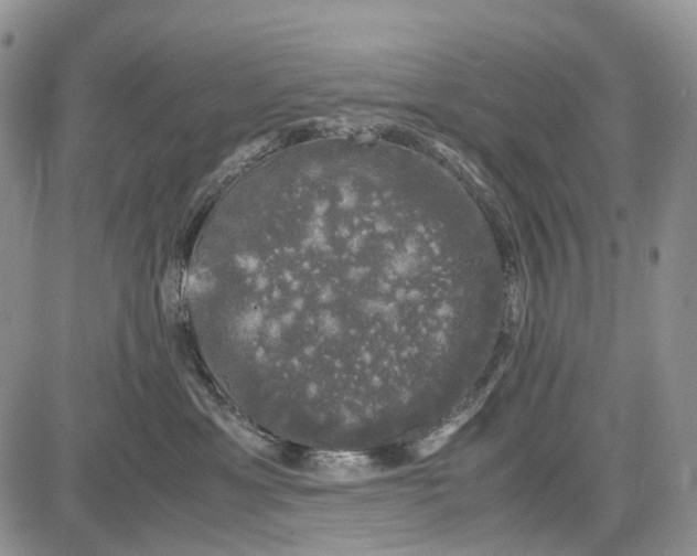 X0000081570429200702051219