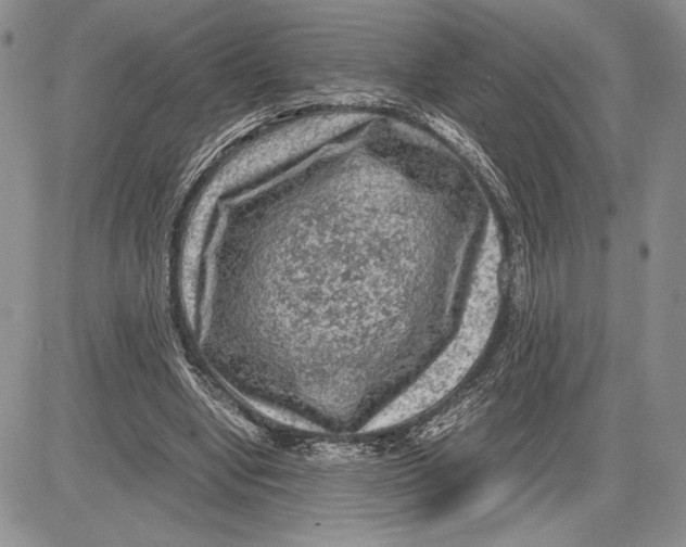 X0000081570442200702051218