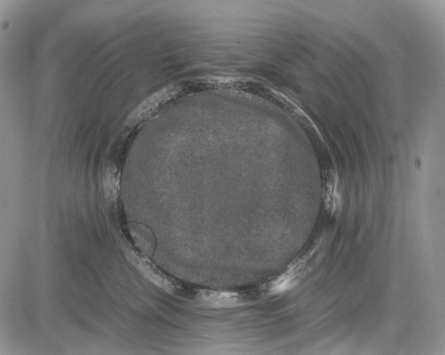 X0000081570476200702051219