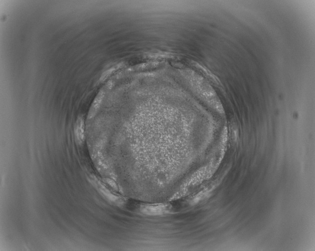 X0000081570479200702051219