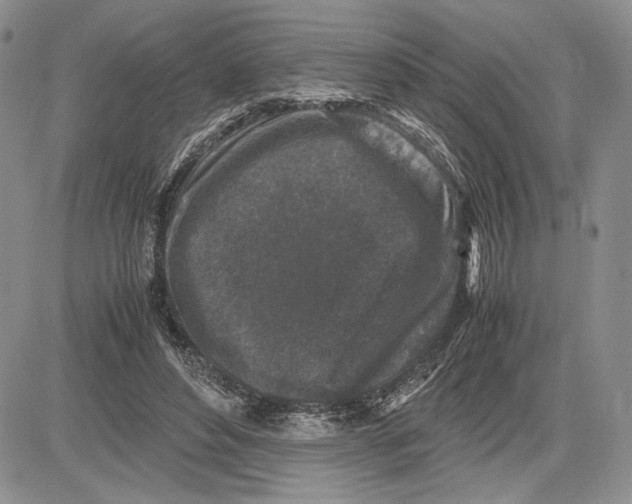 X0000081570496200702051218