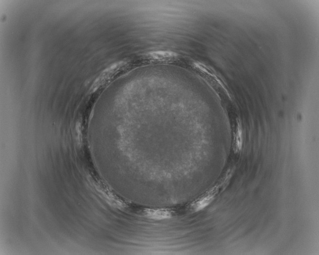 X0000081570520200702051217