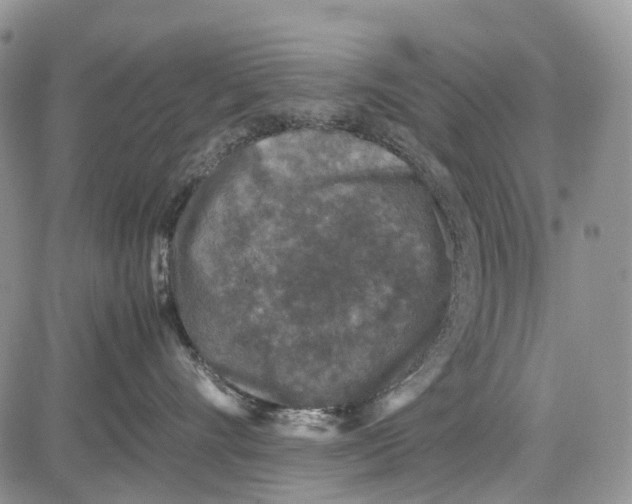 X0000081570528200702051217