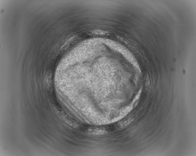 X0000081570559200702051217