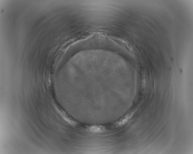 X0000081570566200702051217