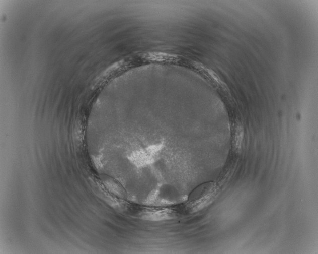 X0000081570569200702051217