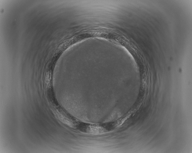 X0000081570605200702051216