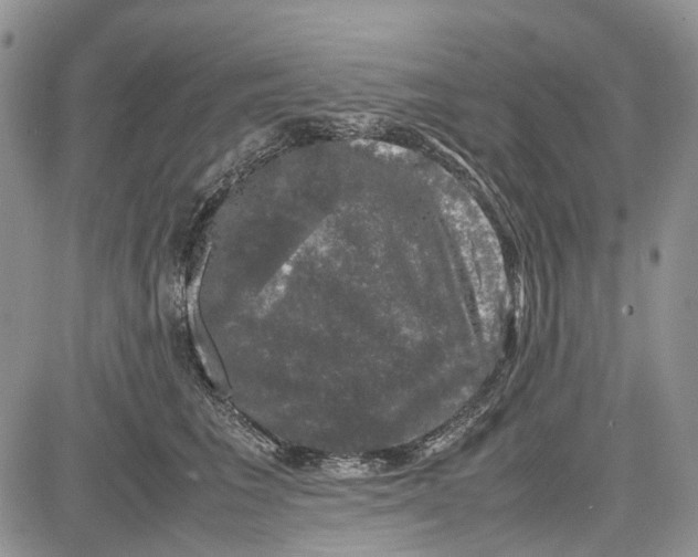 X0000081570613200702051216