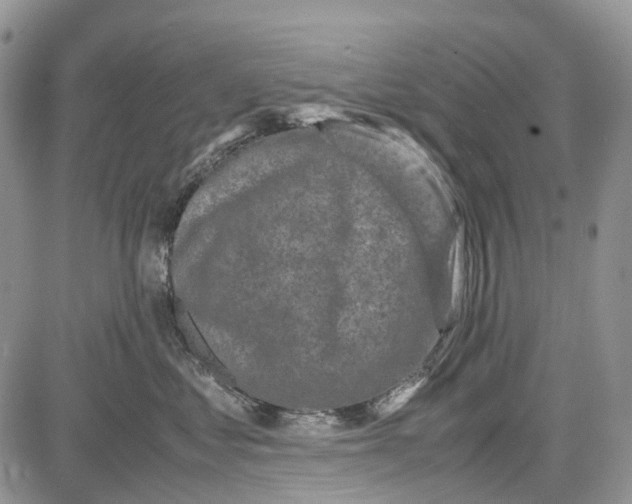 X0000081570621200702051216