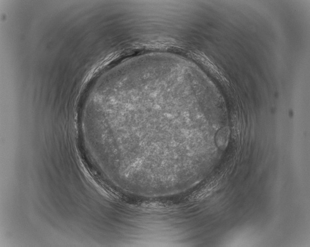 X0000081570634200702051215