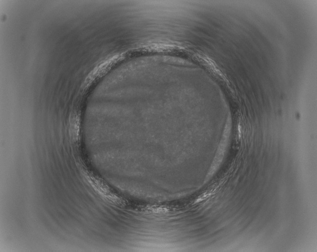 X0000081570640200702051215