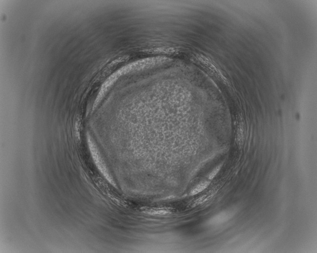 X0000081570643200702051215