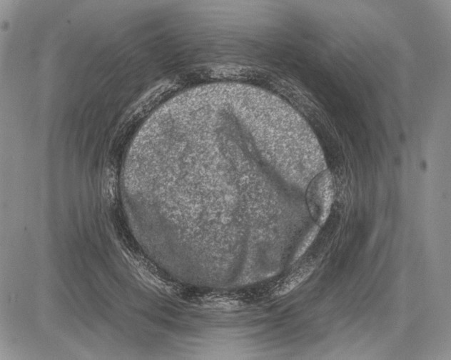 X0000081570648200702051215