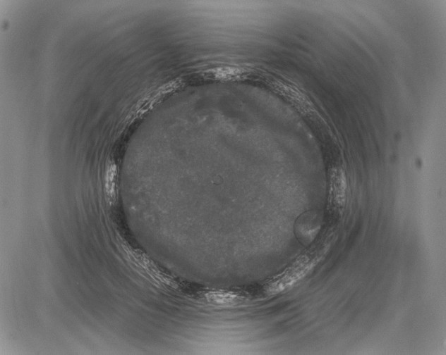 X0000081570650200702051215