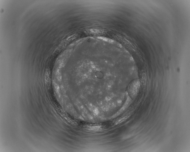 X0000081570651200702051215