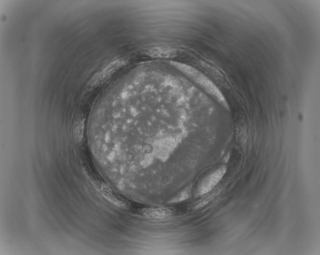 X0000081570652200702051215