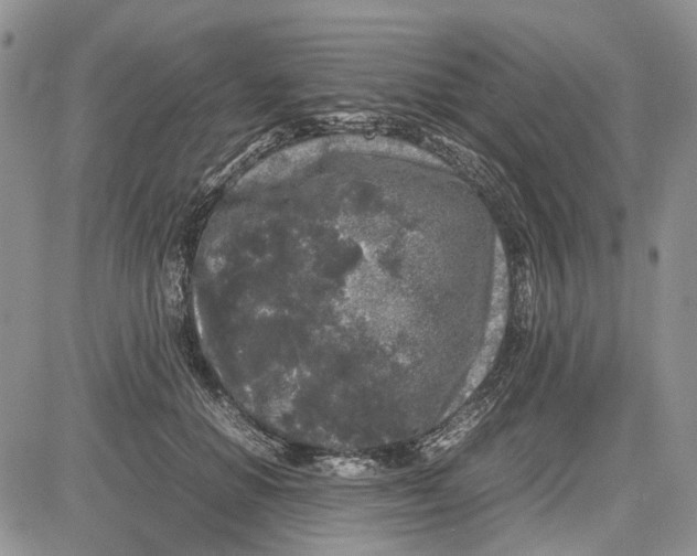 X0000081570654200702051215