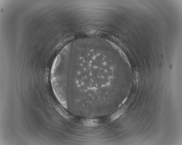 X0000081570664200702051215