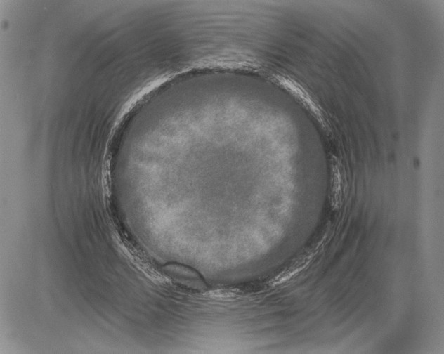 X0000081570680200702051215