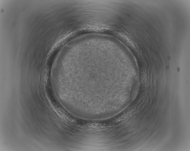 X0000081570736200702051213