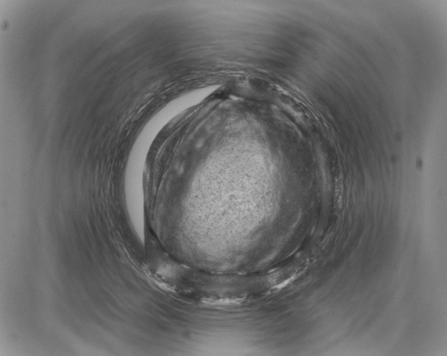 X0000081570750200702051214