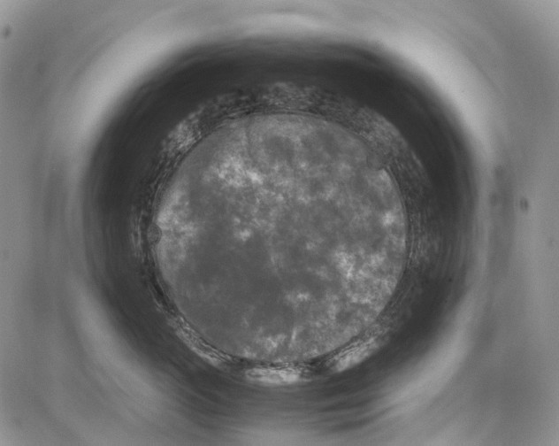 X0000081570765200702051214