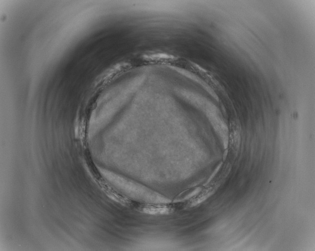 X0000081570767200702051214