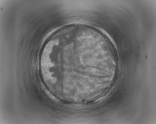 X0000081570791200702051213