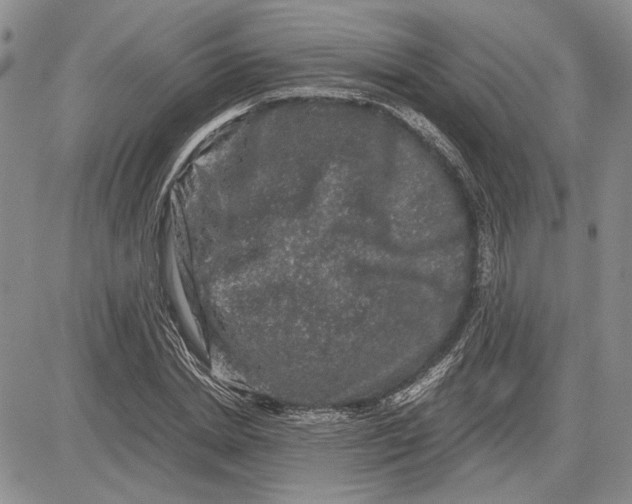 X0000081570830200702051212