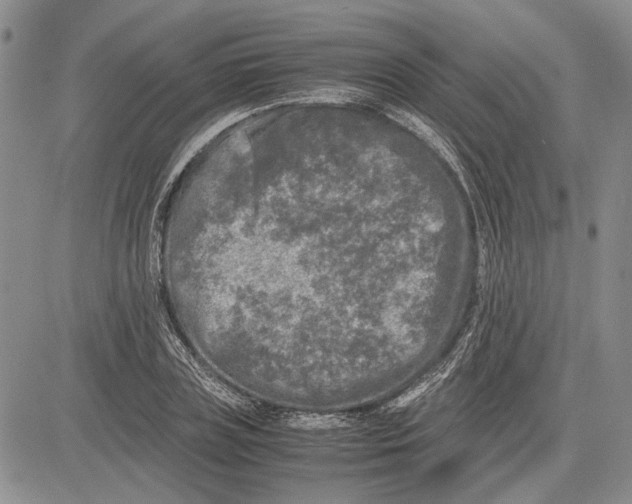 X0000081570835200702051212