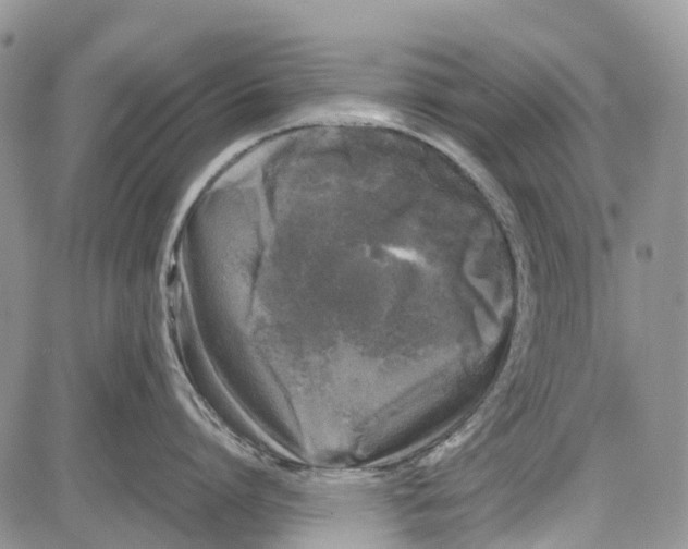 X0000081570864200702051212