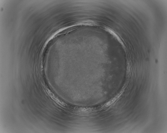 X0000081570923200702051210