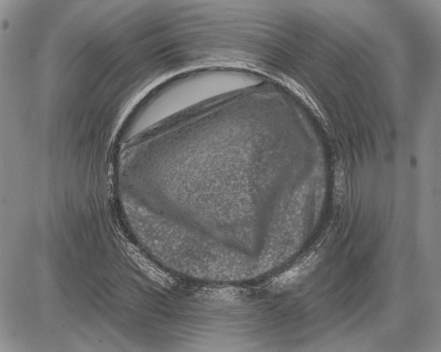 X0000081570926200702051210