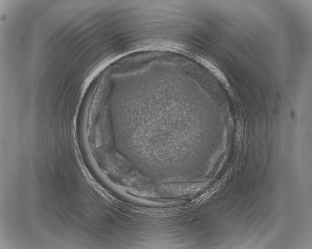 X0000081570936200702051210